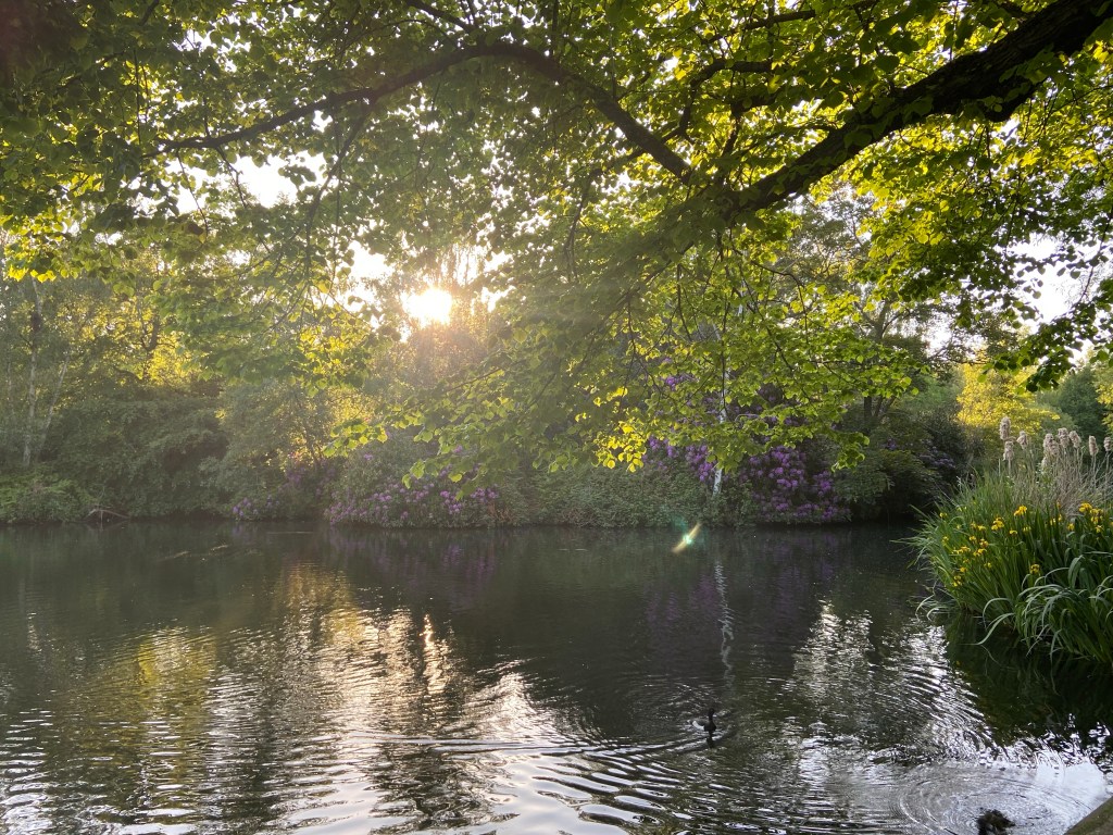 A lake at Wandsworth Common in London with some ducks swimming, purple flowers and greenery in the background and the sun shining through the trees