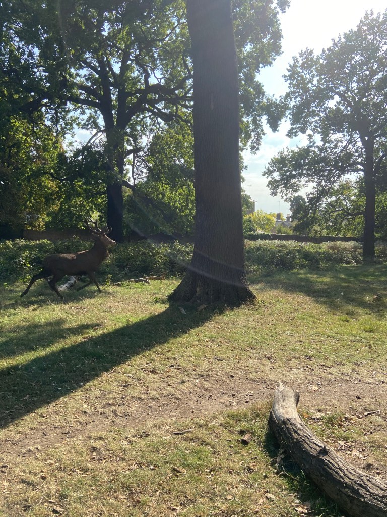 A deer running along the grass next to a tall tree in Richmond Park in London